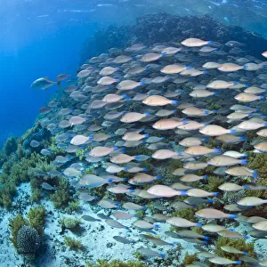 School of Longnose parrotfish (Hipposcarus harid) swarming over reef. Ras Mohammed Marine Park
