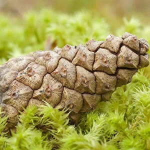 Detail of Scots pine (Pinus sylvestris) cone on moss, Abernethy Forest, Cairngorms NP