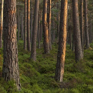 Scots pine (Pinus sylvestris) forest in evening light, Abernethy, Cairngorms National Park