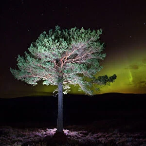Scots pine (Pinus sylvestris) with Northern lights / Aurora borealis lighting up