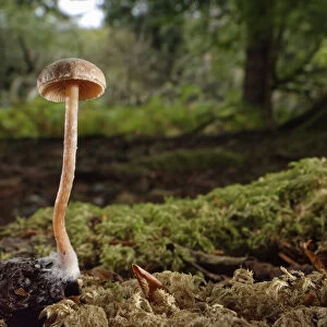 Scurfy twiglet mushroom (Tubaria furfuracea) growing from Beech mast (Fagus sylvatica) on mossy woodland floor, New Forest, Hampshire, UK, October