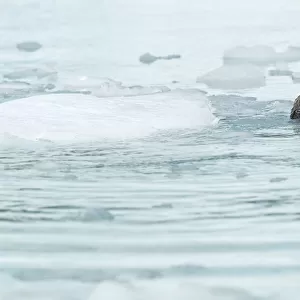 Sea otter (Enhydra lutris) resting amongst sea ice, Alaska, USA, June