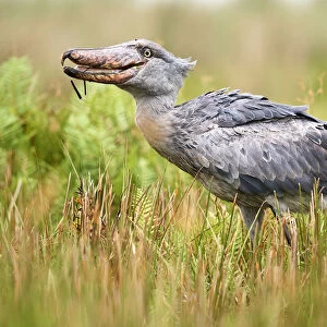 Shoebill stork (Balaeniceps rex) eating a fish in the swamps of Mabamba, Lake Victoria