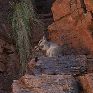 Macropodidae Collection: Short-eared Rock Wallaby