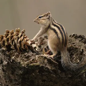 Siberian chipmunk (Eutamias sibiricus) feeding. Ussuriland, South Primorskiy, Russia