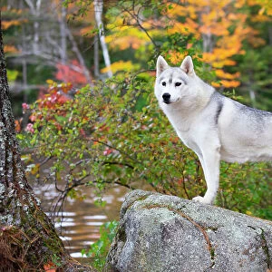 Siberian husky standing on rock in autumnal woodland, New Hampshire, USA. October