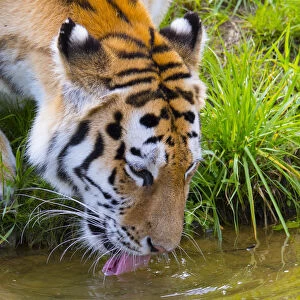 Siberian tiger (Panthera tigris altaica) drinking, captive