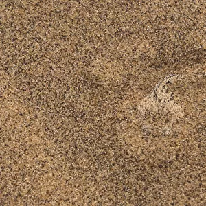 Sidewinder / Peringueys adder (Bitis peringueyi) lying in wait, buried in sand