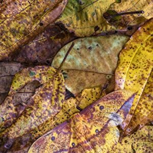 Silk moth (Copaxa sp) camouflaged against leaf litter on rainforest floor