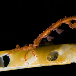 Skeleton shrimp (Caprellidea sp) on a hydroid, Saltstraumen, Bod, Norway, October 2008