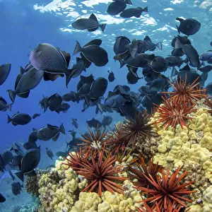 Slate pencil sea urchins (Heterocentrotus mammillatus) in Hawaiian reef scene with Black