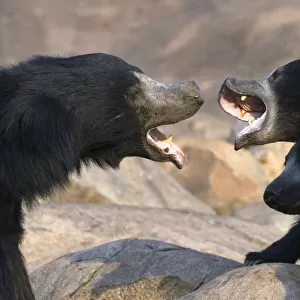 Sloth Bear (Melursus ursinus) female with large cubs (on right) trying to fight off rogue male