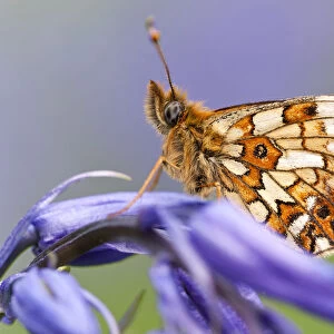 Small Pearl-bordered Fritillary Butterfly (Boloria selene) resting on bluebell. Boscastle