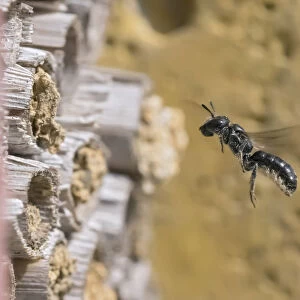 Small scissor bee (Chelostoma campanularum) In flight approaching garden bee hotel