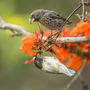 Small tree finch (Camarhynchus parvulus) hanging upside down and feeding from flower