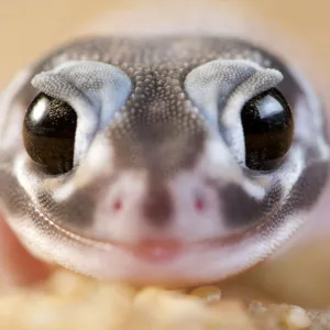 Lizards Collection: Smooth Knob-Tailed Gecko