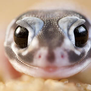 Smooth Knob-Tailed Gecko