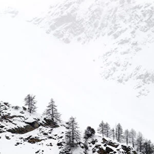 Snow covered mountain slopes with pine trees in Gran Paradiso National Park, Italy