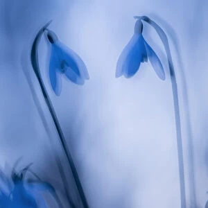 Snowdrops (Galanthus nivalis) silhouetted at twilight, double exposure, Broxwater