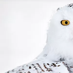 Snowy owl (Bubo scandiaca) female, head portrait, Canada. January