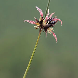 Soft rush (Juncus jacquinii) in flower. Queyras, Provence-Alpes-Cotes-d'Azur, France. July