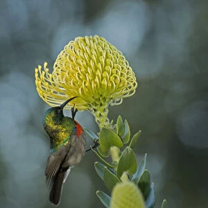 Southern double-collared sunbird (Cinnyris chalybeus), male nectaring on Pincushion protea