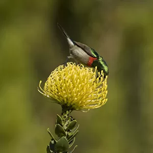Southern double-collared sunbird (Cinnyris chalybeus), male nectaring on Pincushion protea