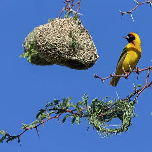 Southern masked weaver (Ploceus velatus) building nest hanging from tree branch, Kgalagadi Transfrontier Park, South Africa