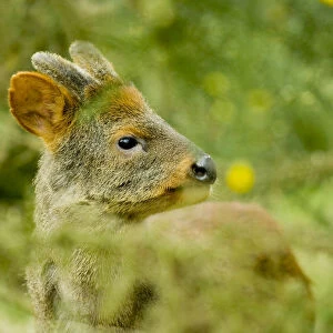Southern pudu deer (Pudu puda) male, Peru, vulnerable species