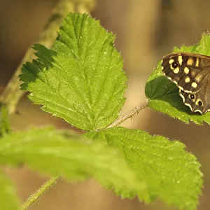 Butterfly Art Prints: Speckled Wood