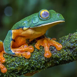 Splendid leaf frog (Cruziohyla calcarifer) La Selva Field Station, Costa Rica
