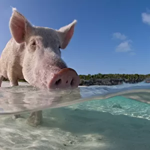 Split level view of a domestic pig (Sus domestica) bathing in the sea. Exuma Cays, Bahamas