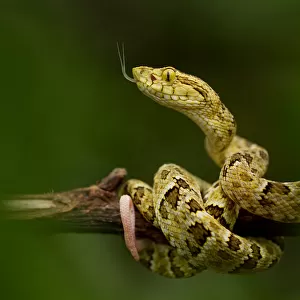 Spotted lancehead (Bothrops punctatus) with tongue extended curled round branch, Canande