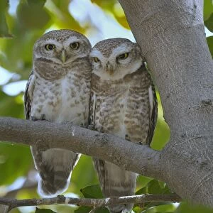 Owls Collection: Spotted Owlet