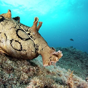 Spotted sea hare (Aplysia dactylomela), a tropical Atlantic species considered alien in the Mediterranean Sea, likely self-established due to increasing temperatures, portrait, Marine Protected area Punta Campanella, Costa Amalfitana, Italy