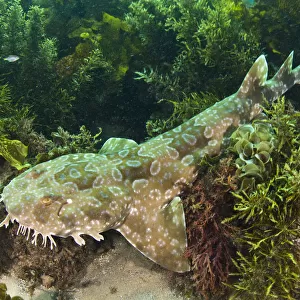 W Collection: Wobbegong