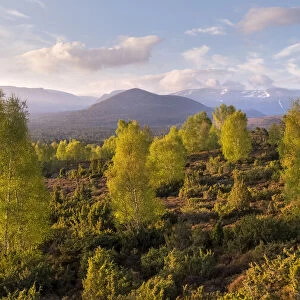 Spring Birch (Betual pendula) trees on moorland in front of the Cairngorm mountain range at dawn, Cairngorms National Park, Scotland, UK. April, 2019