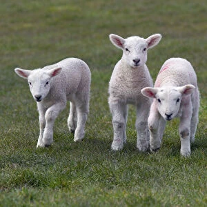 Spring lambs in meadow, UK, April