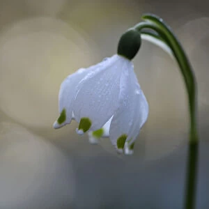 Spring snowflake flower (Leucojum vernum) with bokeh effect, Vosges, France, March