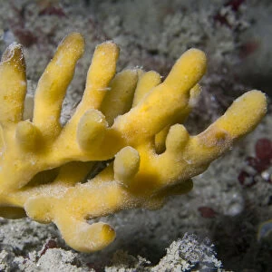 Staghorn Sponge (Homaxinella subdola / Axinella dissimilis). Channel Islands, UK, May