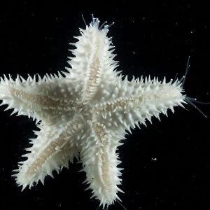 Starfish (Asteroid) with sensory and locomotive hydraulic tube feet extended