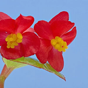 Stigmas in female flowers of single Wax begonia (Begonia semperflorens group) mimic