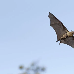 Pteropodidae Collection: African Straw-coloured Fruit-bat