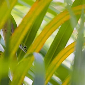 Stripeless day gecko (Phelsuma astriata), camouflaged between leaves, Praslin Island
