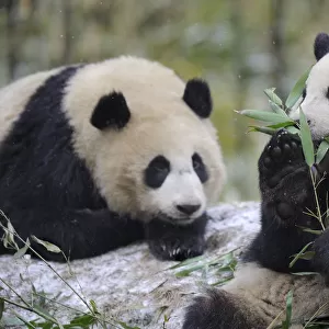 Two subadult Giant pandas (Ailuropoda melanoleuca) feeding on bamboo, Wolong Nature Reserve