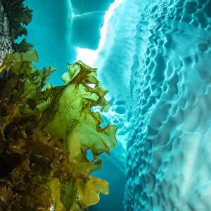 Sugar kelp (Saccharina latissima) near iceberg, view upwards to gap in sea ice. Tasiilaq