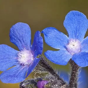 Summer Forget-me-not (Anchusa azurea) in flower, Chania, Crete, April