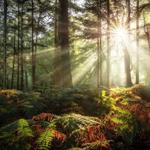 Sun shining through trees in Bolderwood, New Forest National Park, Hampshire, England, UK