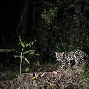 Cats (Wild) Photographic Print Collection: Sunda Clouded Leopard
