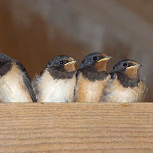Swallows (Hirundo rustica) group of four chicks waiting to be fed, Norfolk, England, UK, August